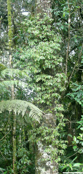 /filer/webapps/moths_gc/media/images/P/phoebus_Phyllocnistis_host-Plant_Brito_etal_2019_43.jpg