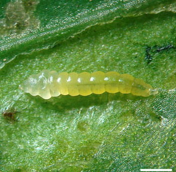 /filer/webapps/moths_gc/media/images/P/phoebus_Phyllocnistis_larva2_Brito_etal_2019_43.jpg