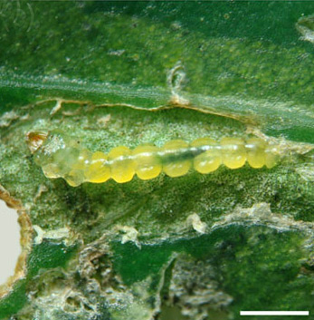 /filer/webapps/moths_gc/media/images/P/phoebus_Phyllocnistis_larva_Brito_etal_2019_43.jpg