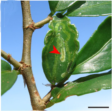 /filer/webapps/moths_gc/media/images/P/phoebus_Phyllocnistis_mine_Brito_etal_2019_43.jpg