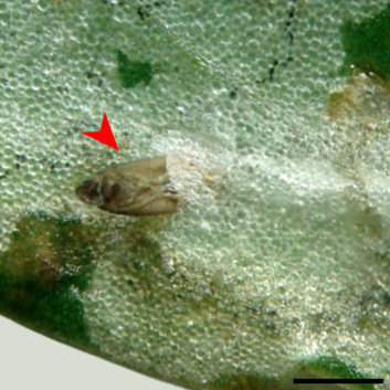 /filer/webapps/moths_gc/media/images/P/phoebus_Phyllocnistis_pupa2_Brito_etal_2019_43.jpg