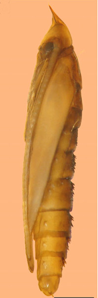 /filer/webapps/moths_gc/media/images/P/phoebus_Phyllocnistis_pupa_Brito_etal_2019_40.jpg