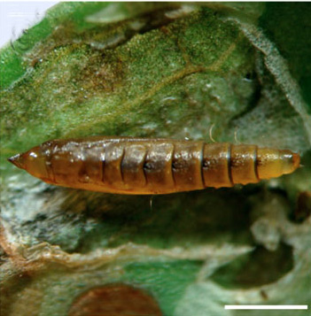 /filer/webapps/moths_gc/media/images/P/phoebus_Phyllocnistis_pupa_Brito_etal_2019_43.jpg