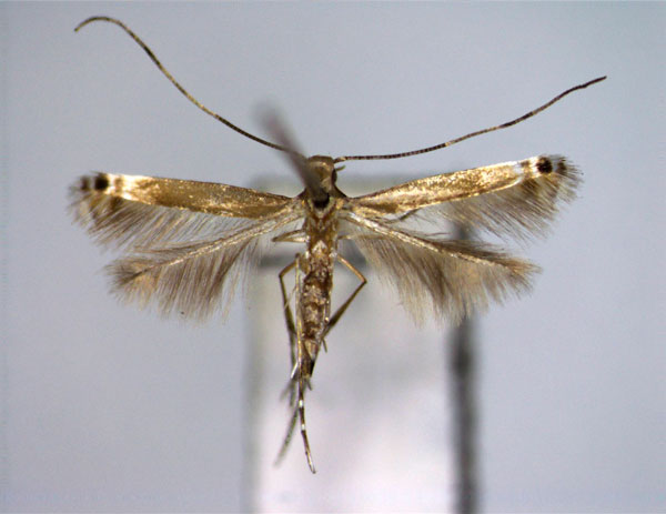 /filer/webapps/moths_gc/media/images/P/phractopa_Acrocercops_A_EIHU.jpg