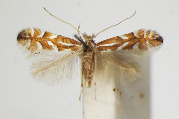 /filer/webapps/moths_gc/media/images/P/phyllocytisi_Phyllonorycter_A_ZSM.jpg