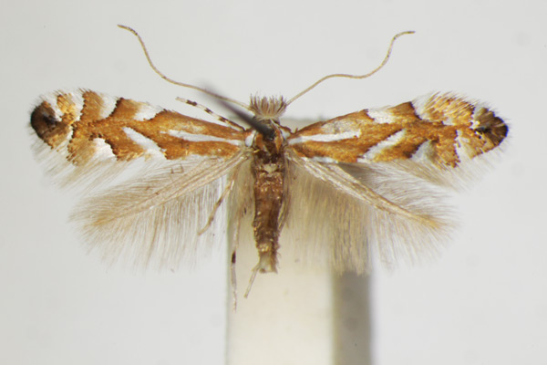 /filer/webapps/moths_gc/media/images/P/phyllocytisi_Phyllonorycter_A_ZSM_2.jpg