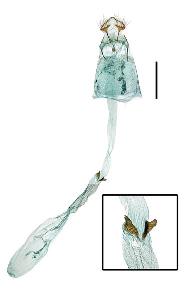 /filer/webapps/moths_gc/media/images/P/picrasmae_Eteoryctis_GF_Kim-et-Byun_2022_406.jpg