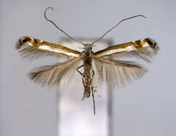 /filer/webapps/moths_gc/media/images/P/picrasmae_Eteoryctis_PT_EIHU.jpg
