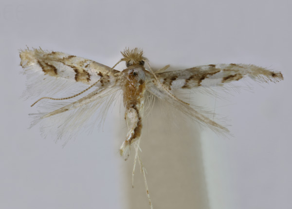 /filer/webapps/moths_gc/media/images/P/pictus_Phyllonorycter_HT_010920066_BMNH.jpg