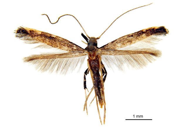 /filer/webapps/moths_gc/media/images/P/pinna_Ponga_HT_De-Prins-etal_2025_274.jpg