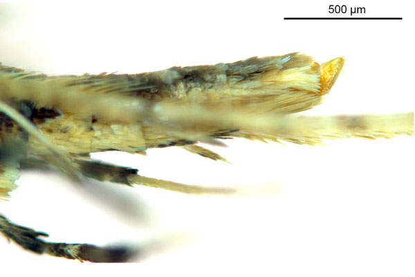 /filer/webapps/moths_gc/media/images/P/pinna_Ponga_HT_abdomen_De-Prins-etal_2025_274.jpg