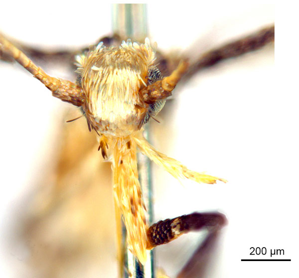 /filer/webapps/moths_gc/media/images/P/pinna_Ponga_HT_head1_De-Prins-etal_2025_274.jpg