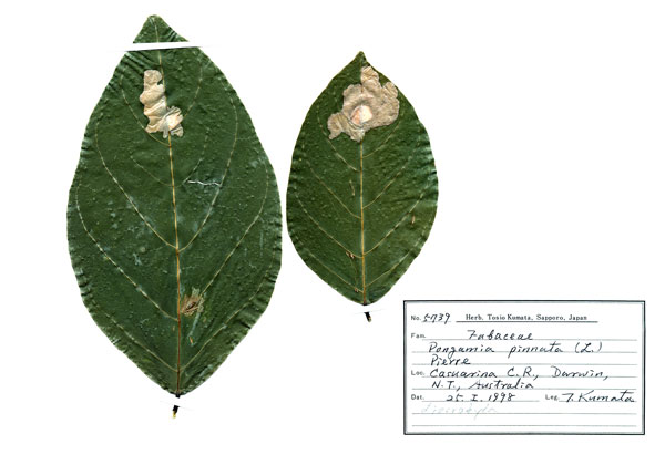 /filer/webapps/moths_gc/media/images/P/pinna_Ponga_HT_host-plant1_De-Prins-etal_2025_274.jpg