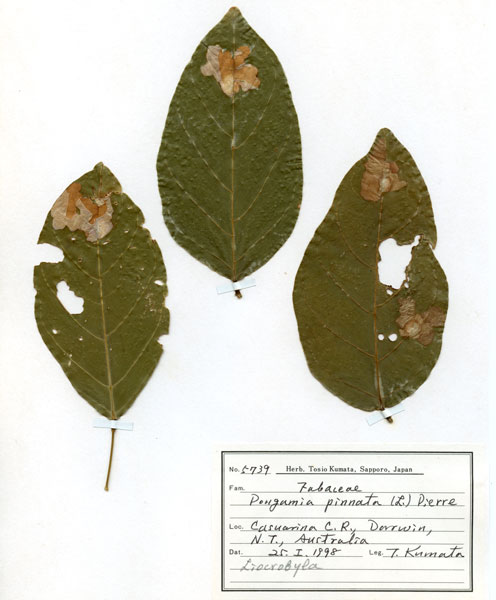/filer/webapps/moths_gc/media/images/P/pinna_Ponga_HT_host-plant2_ANIC.jpg
