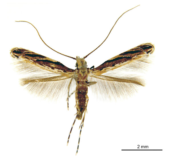 /filer/webapps/moths_gc/media/images/P/pinnatae_Liocrobyla_HT_ANIC.jpg