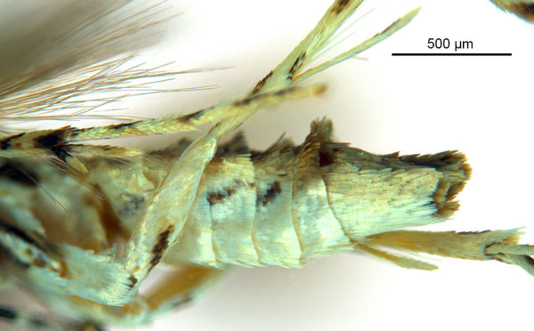 /filer/webapps/moths_gc/media/images/P/pinnatae_Liocrobyla_HT_abdomen_ANIC.jpg