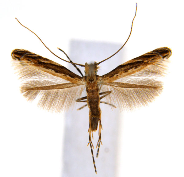 /filer/webapps/moths_gc/media/images/P/pinnatae_Liocrobyla_PT5_ANIC.jpg