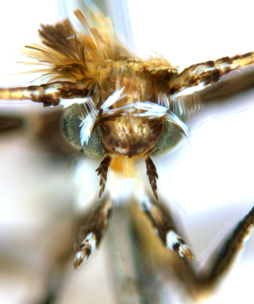 /filer/webapps/moths_gc/media/images/P/pinnatae_Liocrobyla_PT5_head1_ANIC.jpg