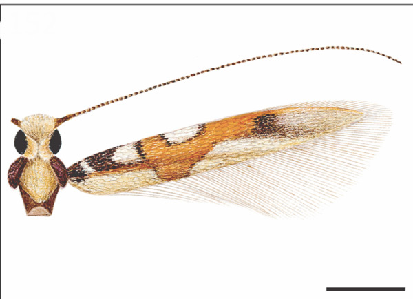 /filer/webapps/moths_gc/media/images/P/pithecollobiae_Eucosmophora_HT_USNM.jpg