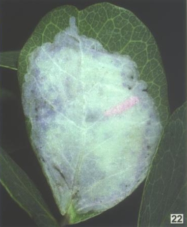 /filer/webapps/moths_gc/media/images/P/pithecollobiae_Eucosmophora_MN_DavisWagner_2005_5.jpg
