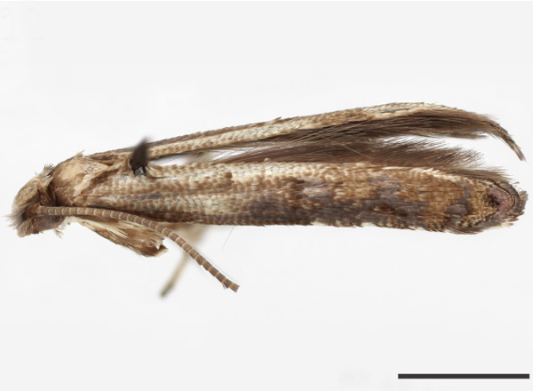 /filer/webapps/moths_gc/media/images/P/pithecollobiella_Neurostrota_HT_USNM.jpg