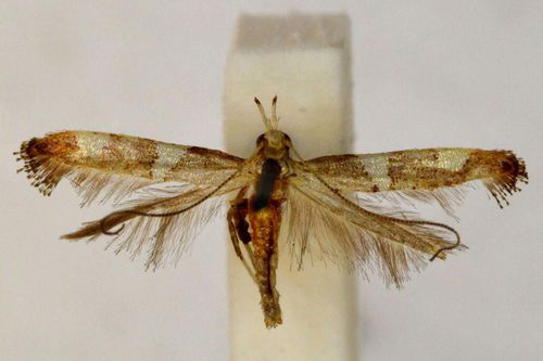 /filer/webapps/moths_gc/media/images/P/plagiotoma_Caloptilia_A_BMNH(E)-1324975.jpg