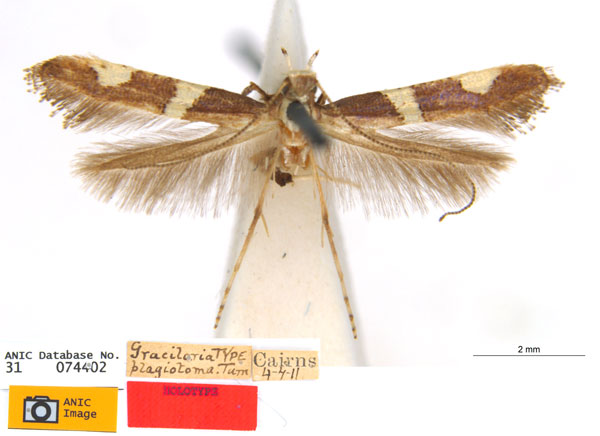 /filer/webapps/moths_gc/media/images/P/plagiotoma_Caloptilia_ST_ANIC.jpg