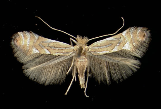 /filer/webapps/moths_gc/media/images/P/platani_Phyllonorycter_A_Auer09091952_MHNG.jpg