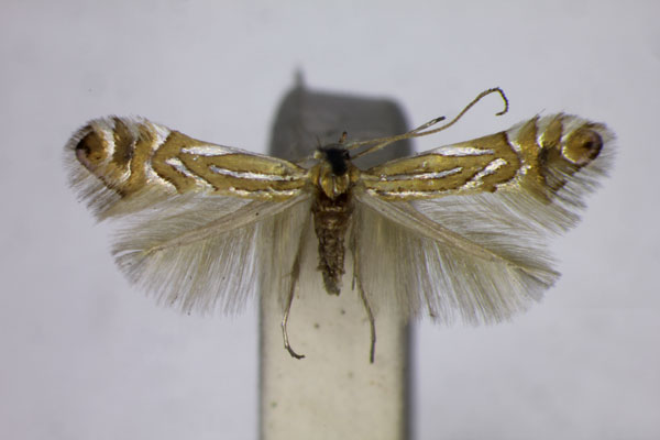 /filer/webapps/moths_gc/media/images/P/platani_Phyllonorycter_A_BMNH.jpg