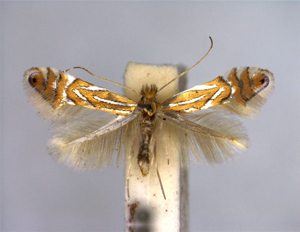 /filer/webapps/moths_gc/media/images/P/platani_Phyllonorycter_A_EIHU.jpg