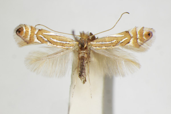 /filer/webapps/moths_gc/media/images/P/platani_Phyllonorycter_A_ZSM.jpg