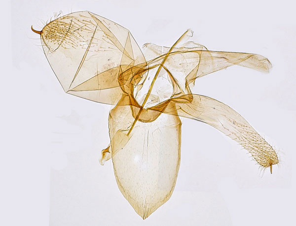 /filer/webapps/moths_gc/media/images/P/platani_Phyllonorycter_GM_Hall.jpg