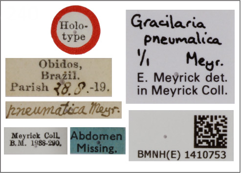 /filer/webapps/moths_gc/media/images/P/pneumatica_Caloptilia_HT_1410753_BMNH_label.jpg