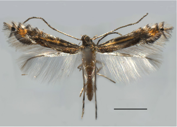 /filer/webapps/moths_gc/media/images/P/podocarpa_Phyllocnistis_HT_Liu-et-al_2018b_561_SDNU.jpg