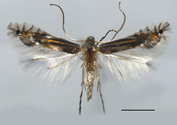 /filer/webapps/moths_gc/media/images/P/podocarpa_Phyllocnistis_PT_Liu-et-al_2018b_561_SDNU.jpg