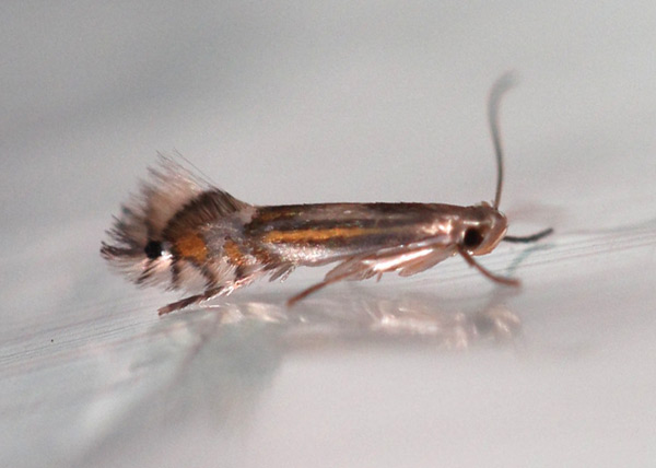 /filer/webapps/moths_gc/media/images/P/podocarpa_Phyllocnistis_PT_Liu-et-al_2018b_561_SDNU_2.jpg