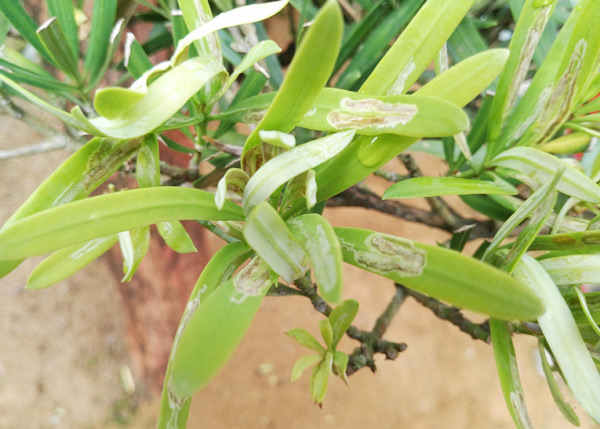 /filer/webapps/moths_gc/media/images/P/podocarpa_Phyllocnistis_host-plant_Liu-et-al_2018b_563_SDNU.jpg