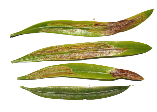 /filer/webapps/moths_gc/media/images/P/podocarpa_Phyllocnistis_mine_Liu-et-al_2018b_563_SDNU.jpg