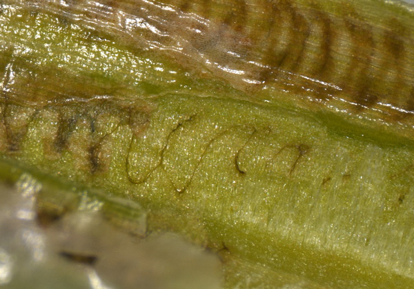 /filer/webapps/moths_gc/media/images/P/podocarpa_Phyllocnistis_mine_Liu-et-al_2018b_563_SDNU_2.jpg
