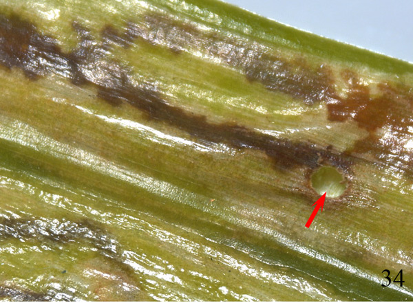 /filer/webapps/moths_gc/media/images/P/podocarpa_Phyllocnistis_parasitoid_Liu-et-al_2018b_566_SDNU.jpg