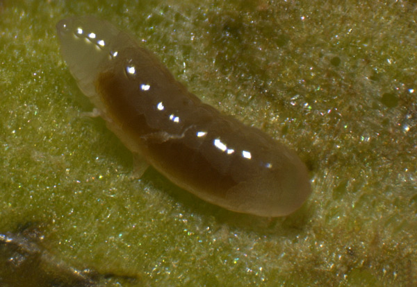 /filer/webapps/moths_gc/media/images/P/podocarpa_Phyllocnistis_parasitoid_Liu-et-al_2018b_566_SDNU_2.jpg