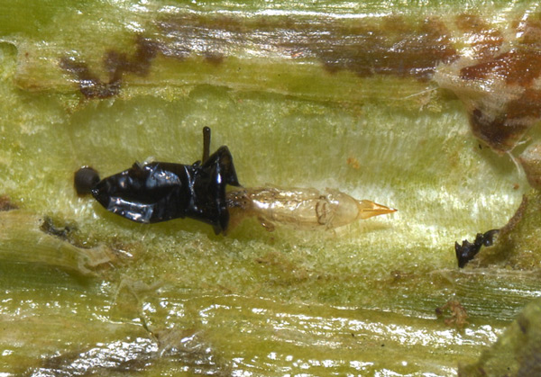 /filer/webapps/moths_gc/media/images/P/podocarpa_Phyllocnistis_parasitoid_Liu-et-al_2018b_566_SDNU_3.jpg