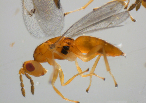 /filer/webapps/moths_gc/media/images/P/podocarpa_Phyllocnistis_parasitoid_Liu-et-al_2018b_566_SDNU_4.jpg