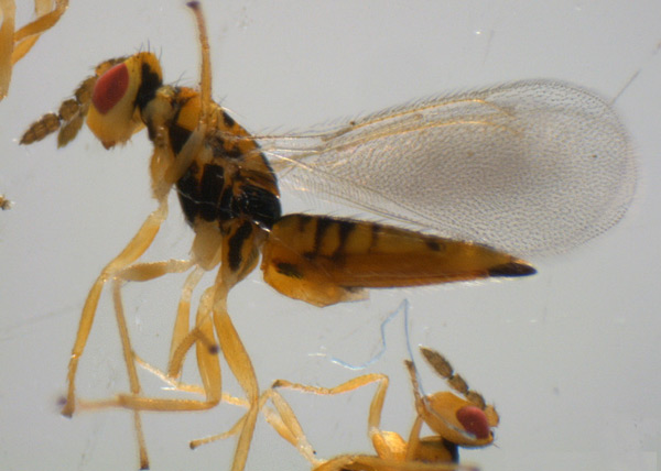 /filer/webapps/moths_gc/media/images/P/podocarpa_Phyllocnistis_parasitoid_Liu-et-al_2018b_566_SDNU_5.jpg