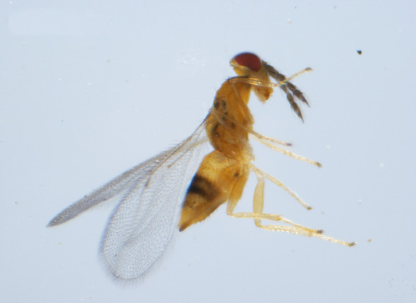 /filer/webapps/moths_gc/media/images/P/podocarpa_Phyllocnistis_parasitoid_Liu-et-al_2018b_566_SDNU_6.jpg