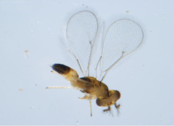/filer/webapps/moths_gc/media/images/P/podocarpa_Phyllocnistis_parasitoid_Liu-et-al_2018b_566_SDNU_7.jpg