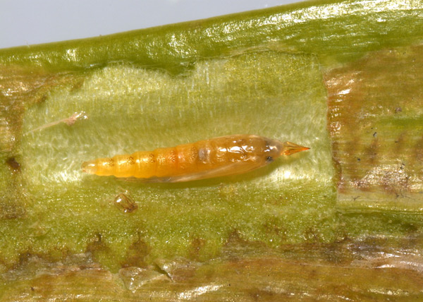 /filer/webapps/moths_gc/media/images/P/podocarpa_Phyllocnistis_pupa_Liu-et-al_2018b_563_SDNU.jpg