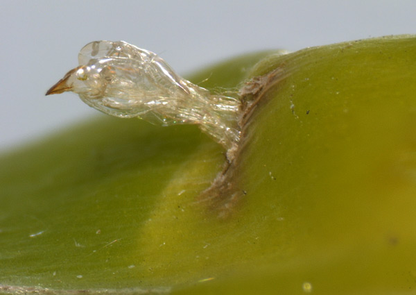 /filer/webapps/moths_gc/media/images/P/podocarpa_Phyllocnistis_pupa_Liu-et-al_2018b_563_SDNU_2.jpg