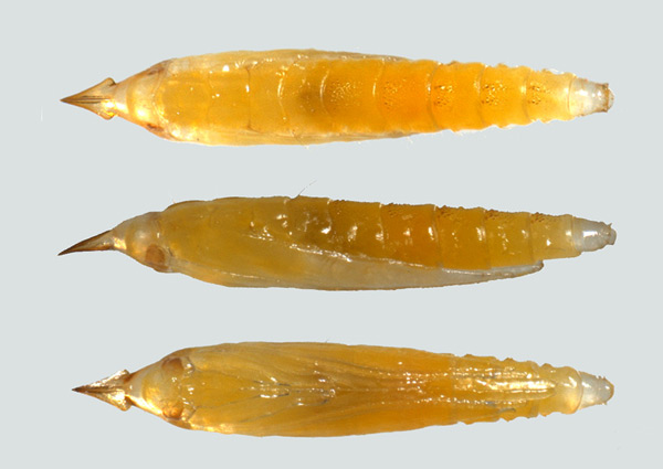 /filer/webapps/moths_gc/media/images/P/podocarpa_Phyllocnistis_pupa_Liu-et-al_2018b_564_SDNU.jpg