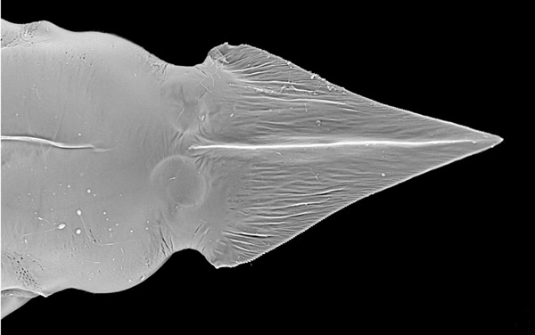 /filer/webapps/moths_gc/media/images/P/podocarpa_Phyllocnistis_pupa_Liu-et-al_2018b_564_SDNU_2.jpg